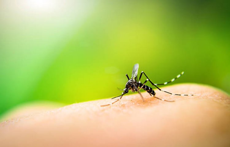 Brasil passa de 1,8 milhão de casos de dengue em 78 dias e bate recorde histórico