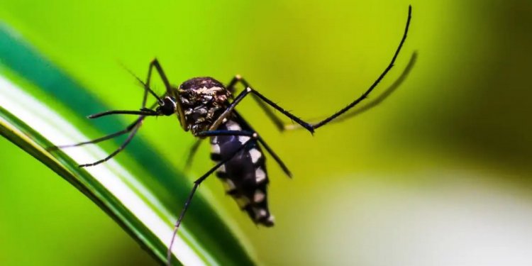 Números de morte por dengue chega a 30 na Bahia