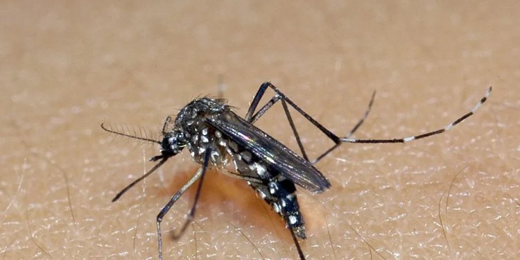 Dengue na Bahia: Números da doença no estado tem aumento de 667%