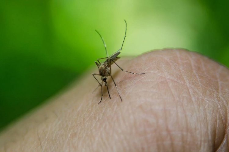 Mortes por dengue passam de 2 mil em 2024; Bahia tem 56