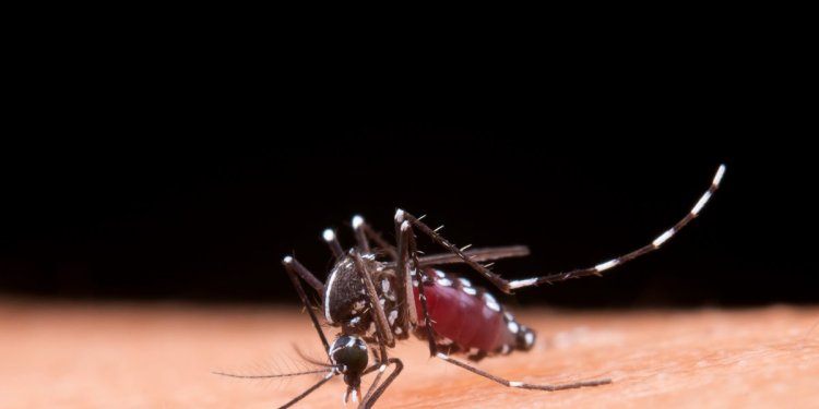 Dengue: Brasil lidera ranking de casos da doença em 2024