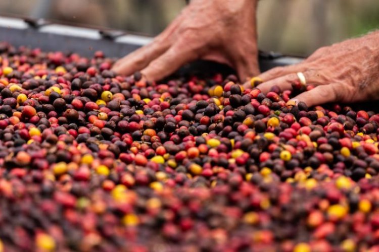 PERIGO NA COZINHA! Fiscalização encontra “matéria estranha” em 16 marcas de cafés