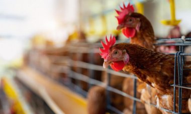 Governo declara estado de emergência após caso de gripe aviária no RS